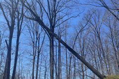 Cutting-Edge-Storm-Damage-Cleanup-Ellicott-City-Maryland-1