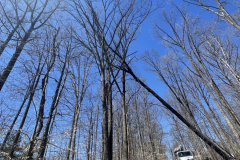 Cutting-Edge-Storm-Damage-Cleanup-Ellicott-City-Maryland-2