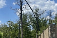Cutting-Edge-Tree-Removal-Pruning-Columbia-MD-1