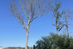 Cutting-Edge-Tree-Removal-Pruning-Columbia-MD-2