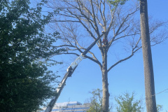 Cutting-Edge-Tree-Removal-Pruning-Columbia-MD-3