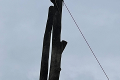 Cutting-Edge-Tree-Removal-Ellicott-City-MD-1