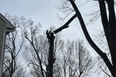 Cutting-Edge-Tree-Removal-Ellicott-City-MD-2